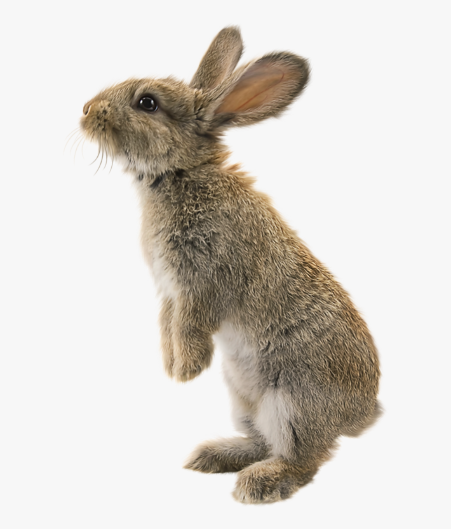 #bunny #rabbit #wild #freetoedit - Tavşan Png, Transparent Clipart