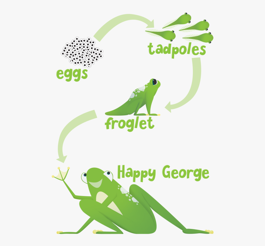 Transparent Tadpole With Legs Clipart - Frog, Transparent Clipart