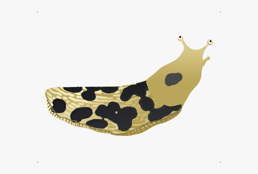 Snail, Transparent Clipart