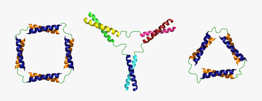 Some Designs For Coiled-coil Nanostructures - Peptide Coiled Coil Self Assembly, Transparent Clipart