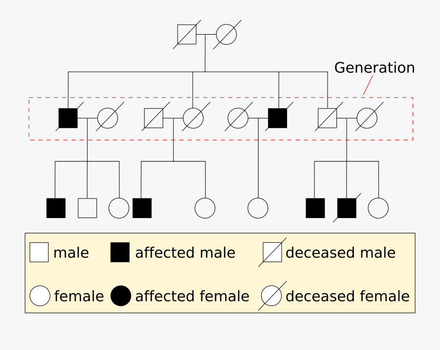 Clip Art Genetics Erkal Jonathandedecker Com - Genetic Pedigree Charts, Transparent Clipart