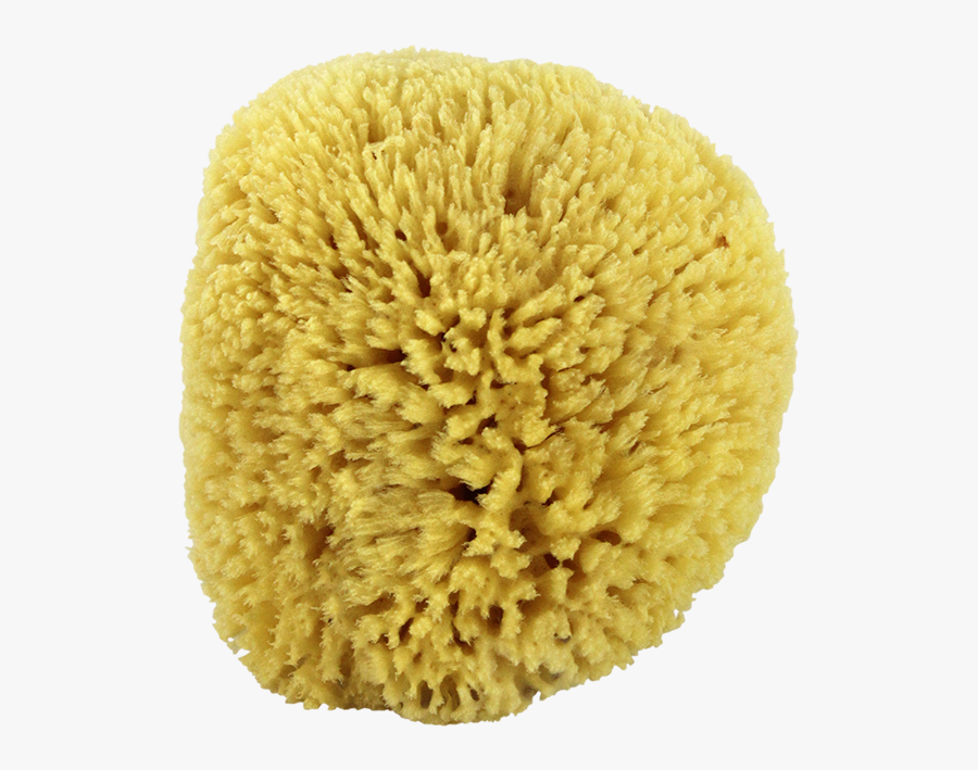 Natural Sea Sponge - Sea Sponge No Background, Transparent Clipart