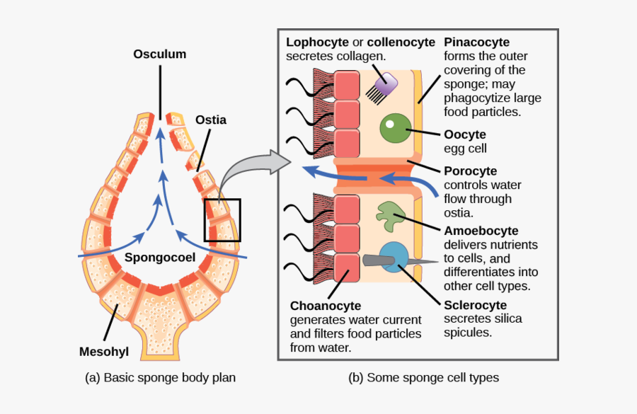 Image - Cell Structure Of Sponges, Transparent Clipart