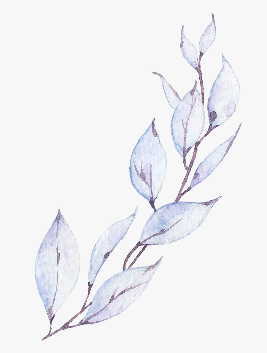 Saffron Crocus, Transparent Clipart