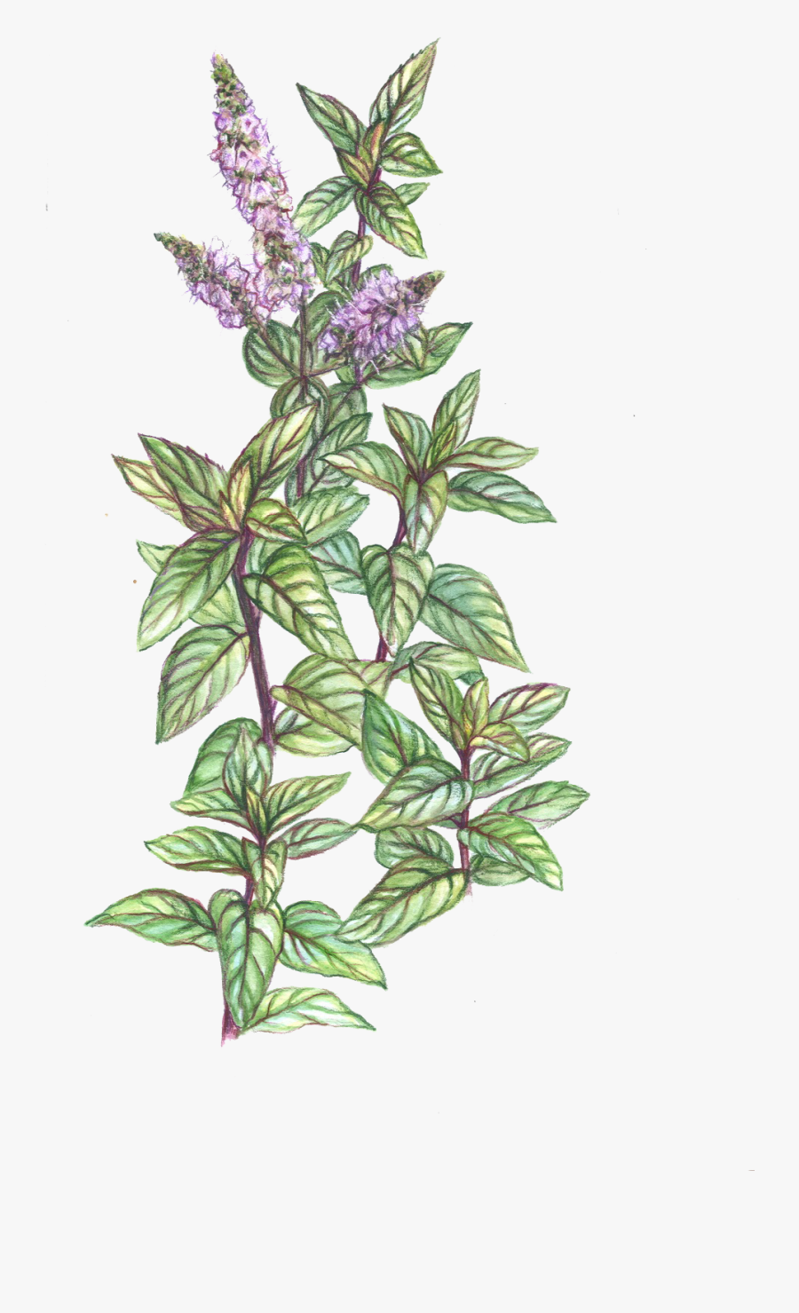 Mint Drawing - Mentha Spicata Drawing, Transparent Clipart