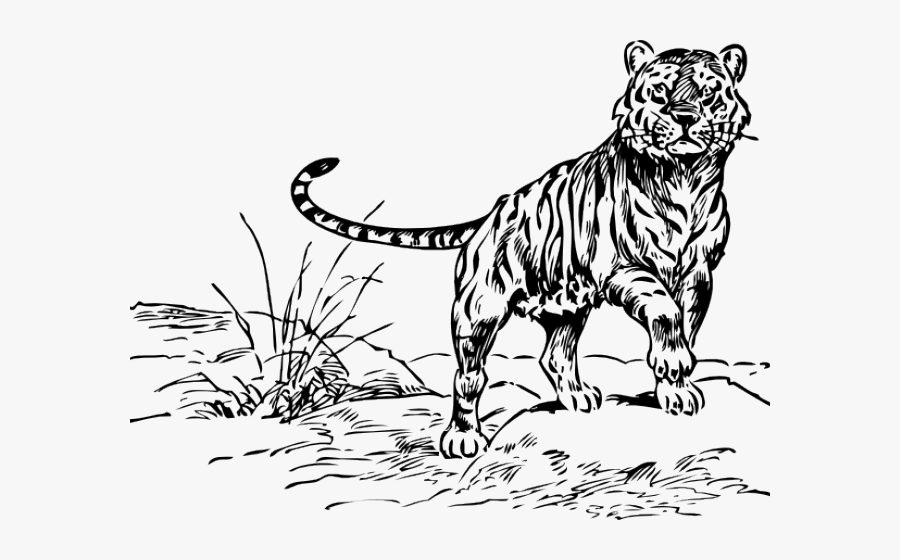 White Tiger Clipart Stencil Easy - Tiger And The Crane, Transparent Clipart