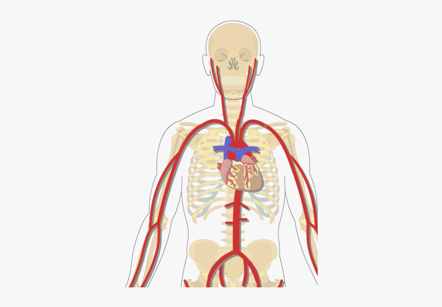 Major Systemic Arteries Image - Arteries Of The Body Unlabeled, Transparent Clipart