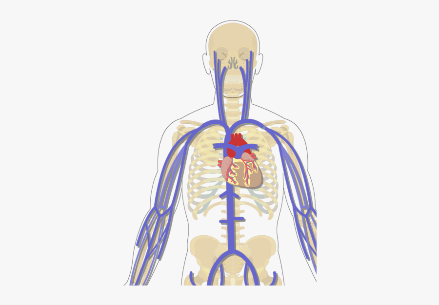 The Major Systemic Veins - Arteries And Veins Unlabeled Test, Transparent Clipart