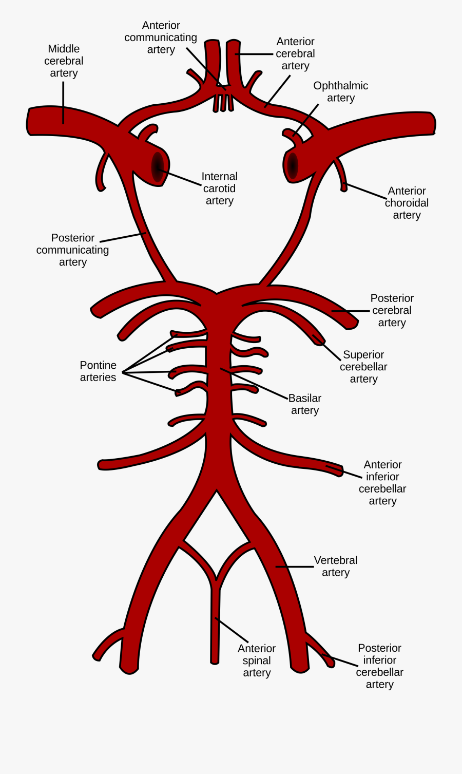 Clip Art Anterior Choroidal Artery Wikipedia - Circle Of Willis, Transparent Clipart