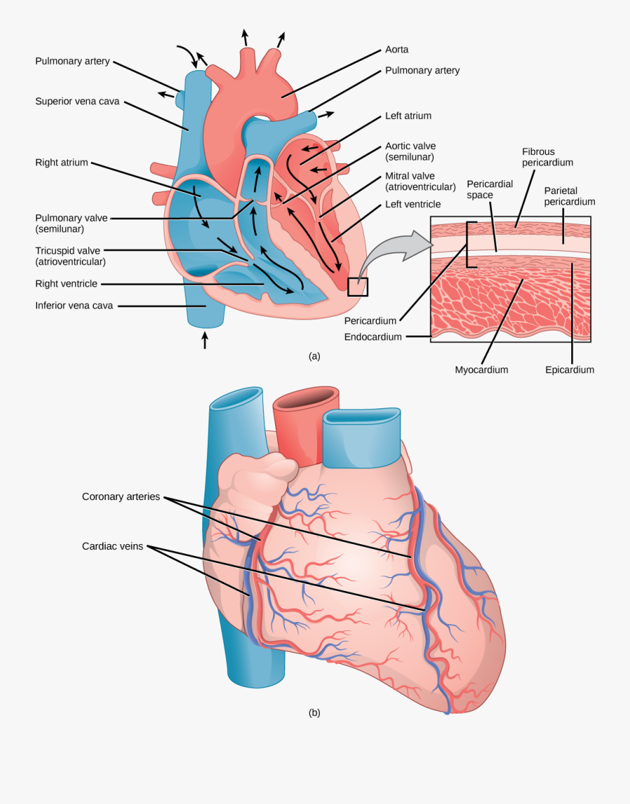 Lungs Clipart Heart Blood Vessel - Structure Of The Heart, Transparent Clipart
