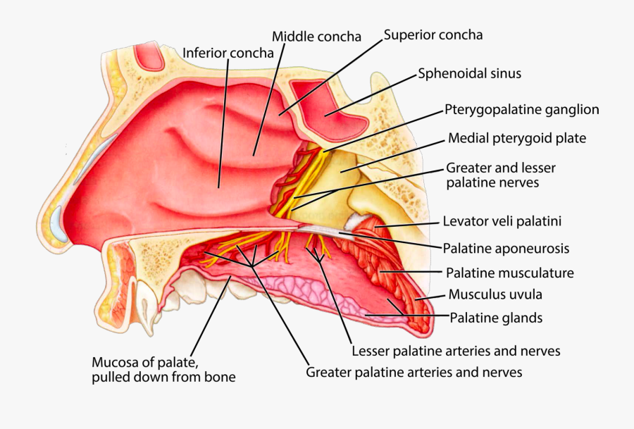 Clip Art B W An Oral - Greater Palatine Nerve And Artery, Transparent Clipart