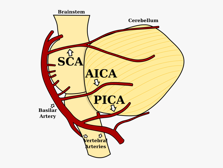 Arteries Cerebellum, Transparent Clipart