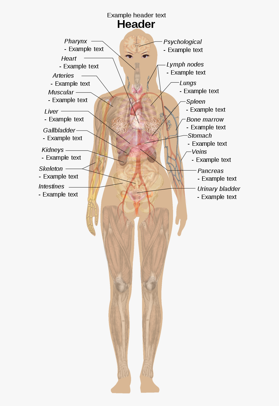 Transparent Skeletal System Clipart Female Body Labeled Diagram