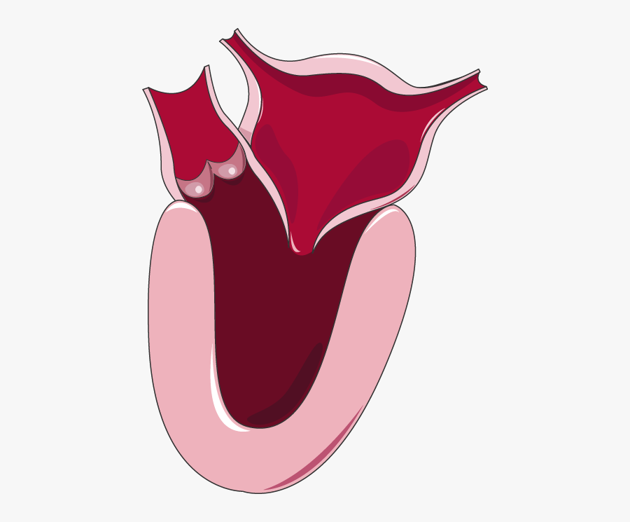 Ventricule Gauche, Transparent Clipart