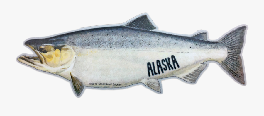 Chinook Salmon, Transparent Clipart