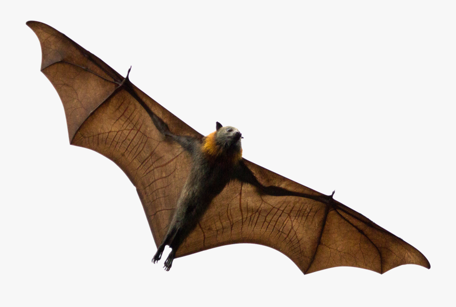 Bats Sleeping Png, Transparent Png - Black Flying Fox Bat , Free