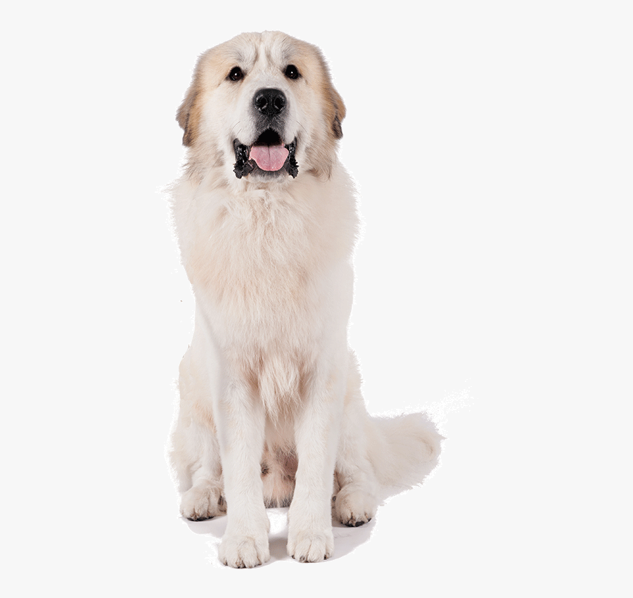 Great Pyrenees Dog Clear Background, Transparent Clipart