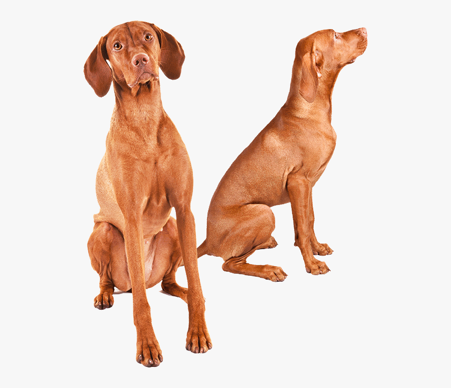 Great Deal Dog , Transparent Cartoons - Great Deal Dog, Transparent Clipart