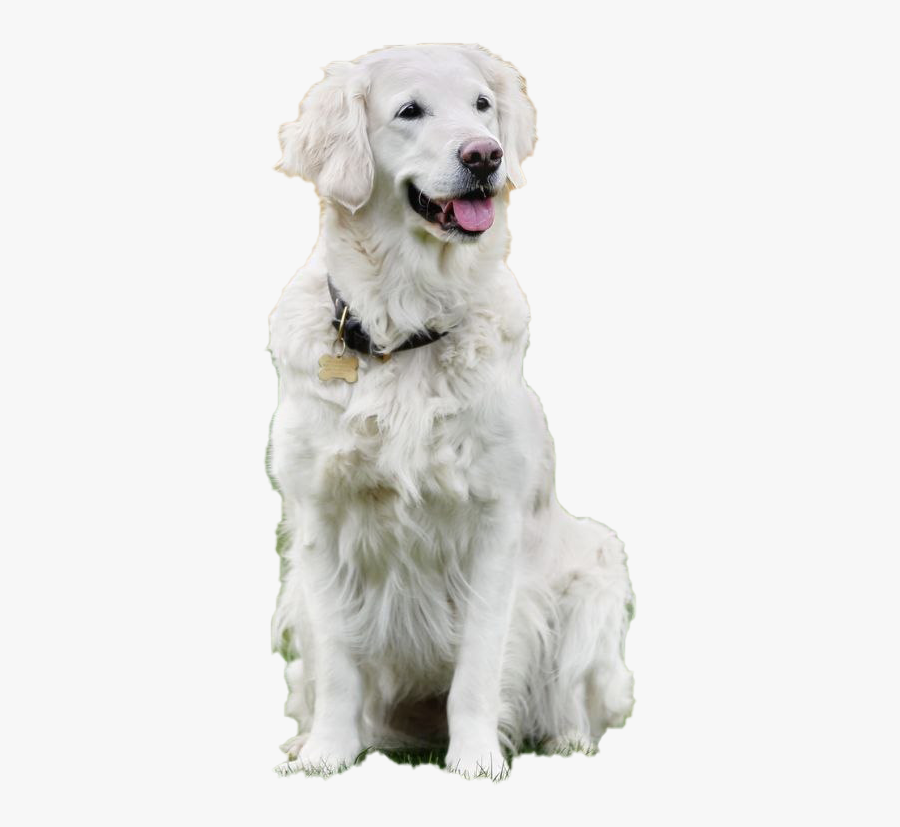 Dog Sitting Transparent Background - Slovak Cuvac, Transparent Clipart
