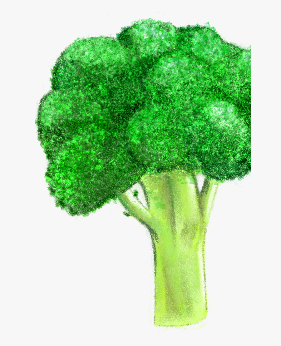 Broccoli, Transparent Clipart