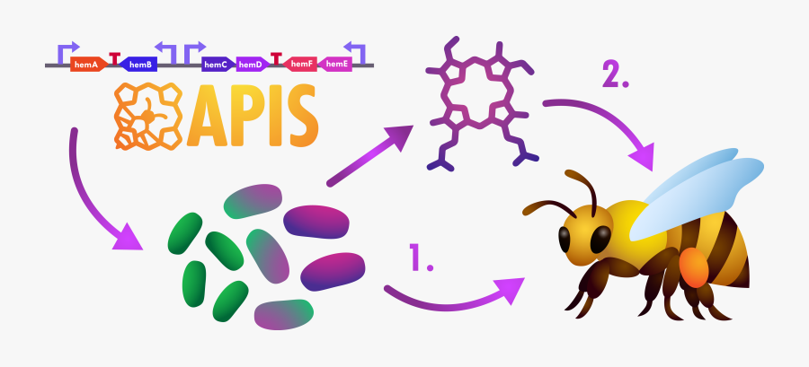 Honey Bee Life Cycle Clipart, Transparent Clipart
