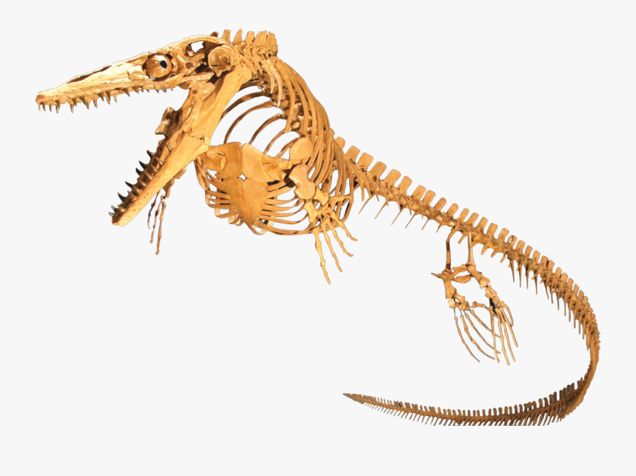 Dinosaur Bone Png - Mosasaur Fossil, Transparent Clipart