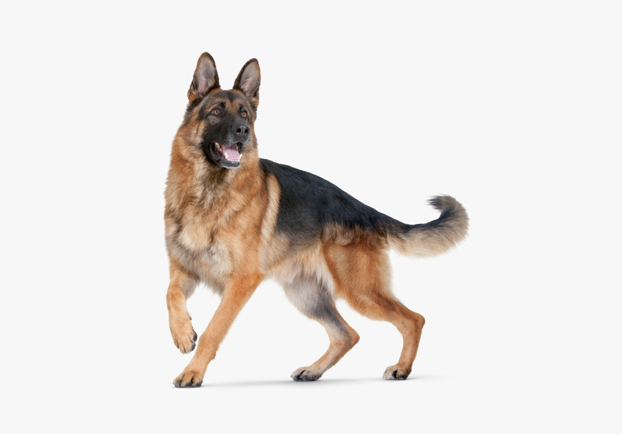 Dog Png For Editing, Transparent Clipart