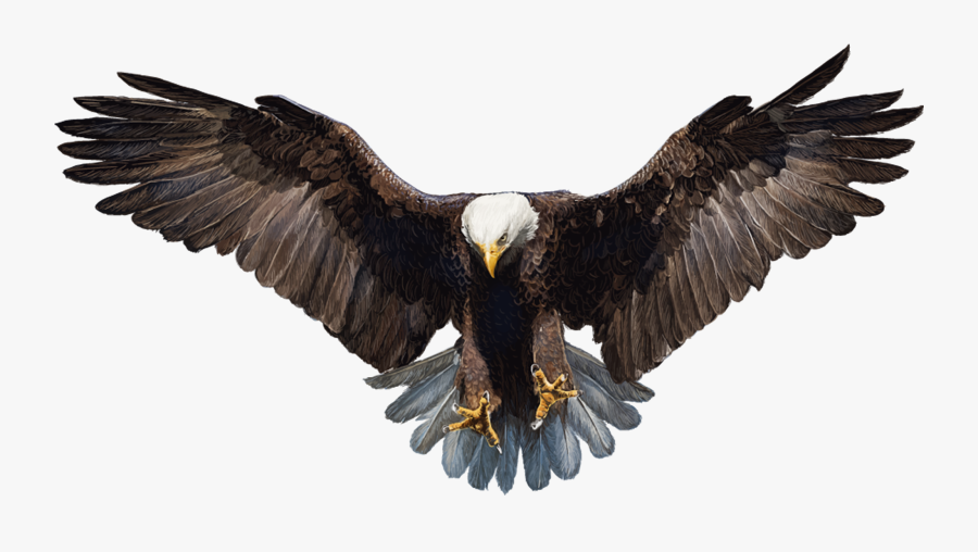 Bald Eagle White-tailed Eagle, Transparent Clipart