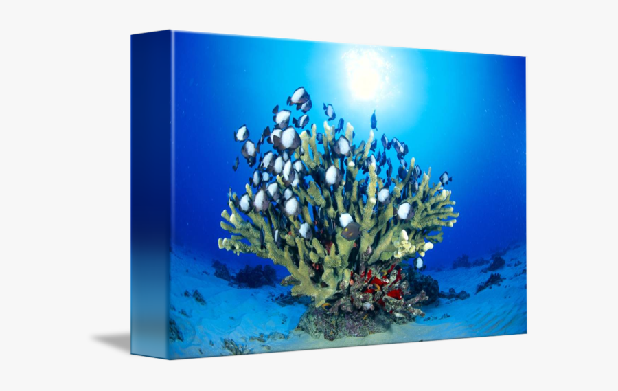 Clip Art Antler Coral - Underwater, Transparent Clipart