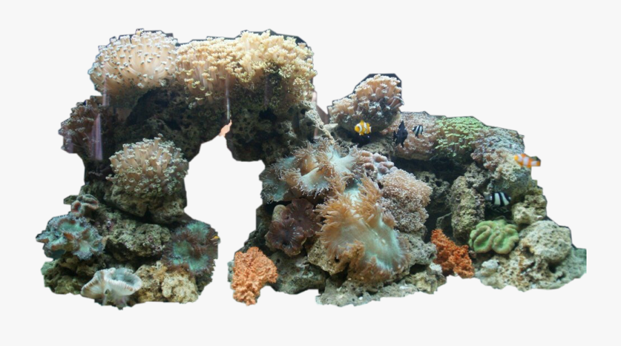 #livecorals #aquarium Life #aquarium #sea #corals #coralsea, Transparent Clipart