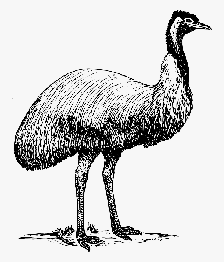 Download Animals Ostrich Png Transparent Images Transparent - Emu Clip Art, Transparent Clipart