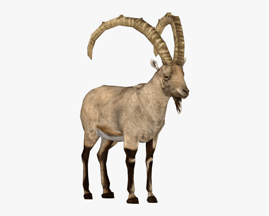 Ibex - Alpine Ibex Png, Transparent Clipart