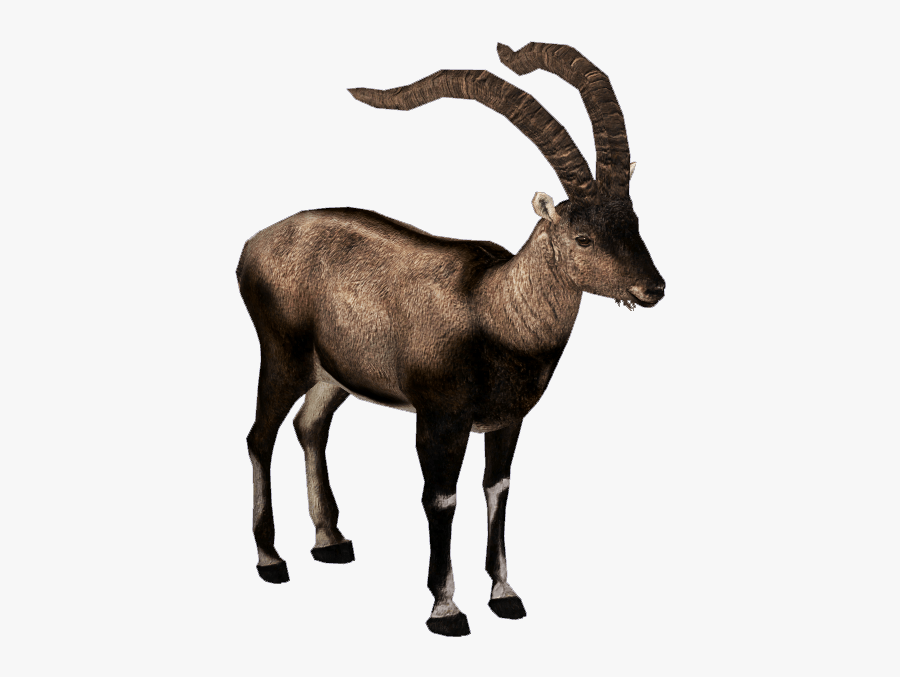 Pyrenean Ibex - Ibex Png, Transparent Clipart