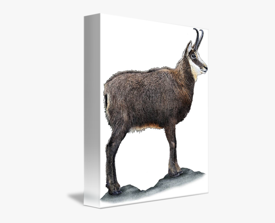 Clip Art Chamois Drawing - Feral Goat, Transparent Clipart