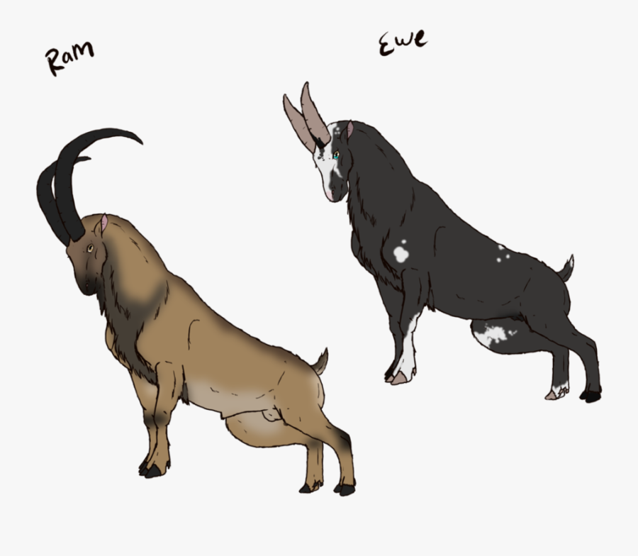 Clip Art Nomad Riding Ibex Breedsheet - Bull, Transparent Clipart