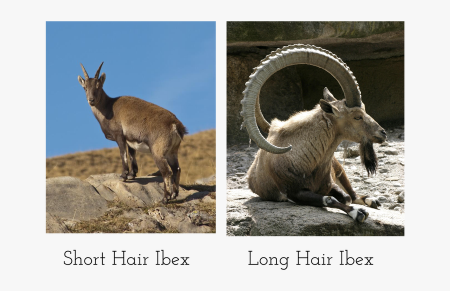 Goat With Long Horns - Goat With Big Horns, Transparent Clipart