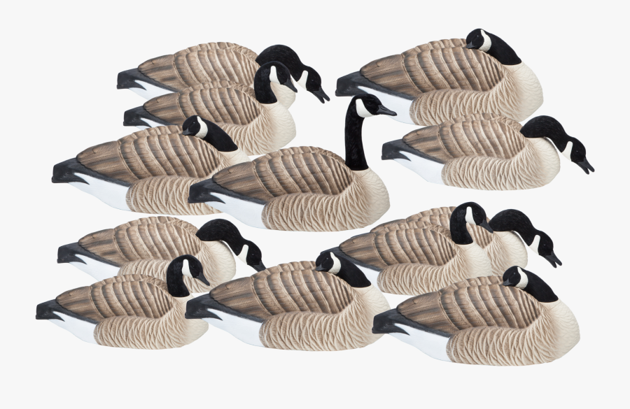 Outfitter 12 Pack Of Honker Shell Goose Hunting Decoys - Turkey, Transparent Clipart