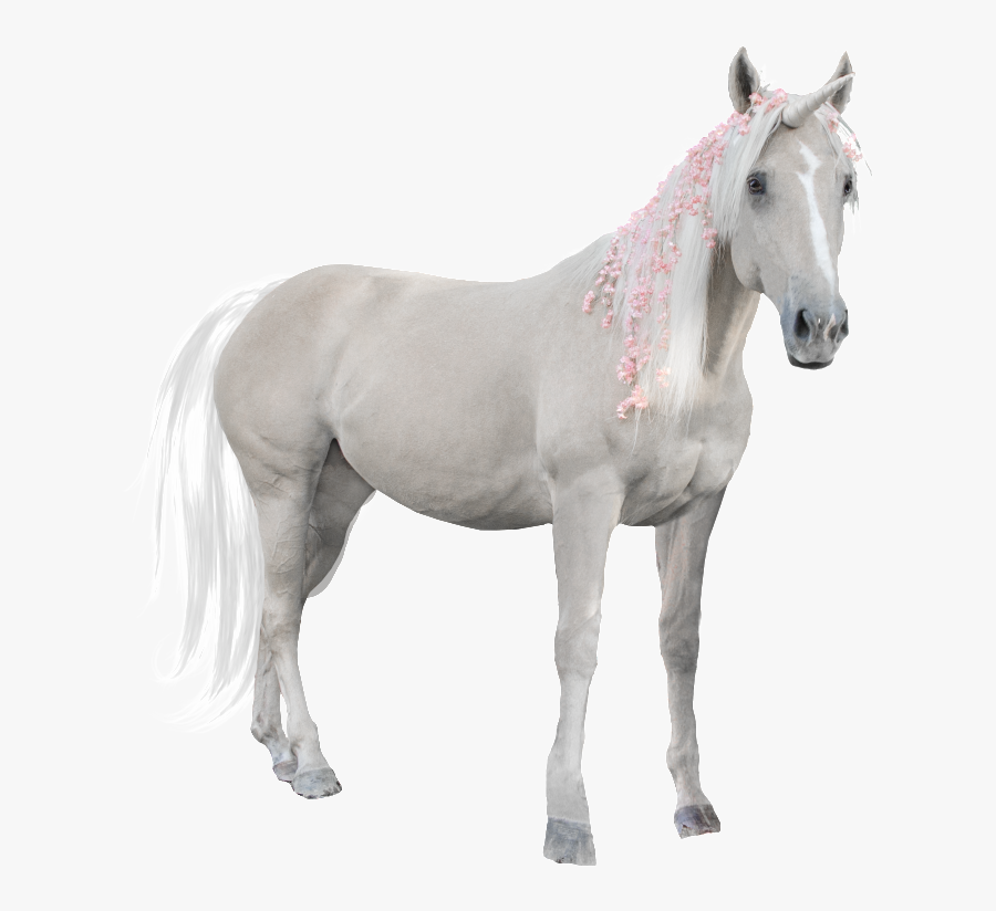 Transparent Horse Png - Stallion, Transparent Clipart