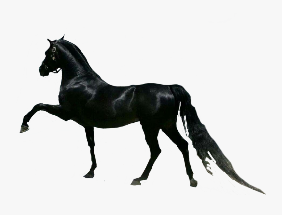 #horse #horses #cavalo - Black Arabian Horse, Transparent Clipart