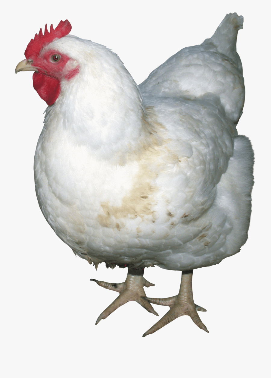 White Chicken Png Image - Chicken Png, Transparent Clipart