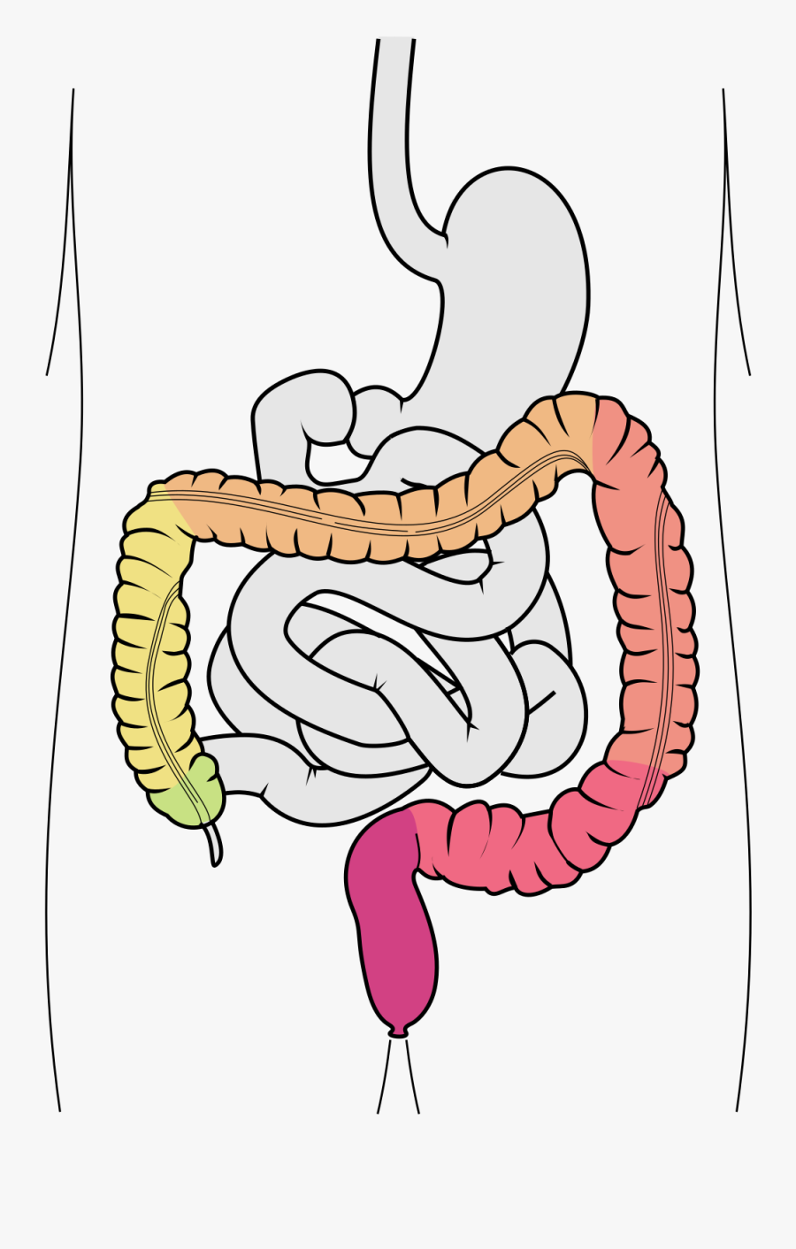 Stomach Clipart Small Intestine - Jelito Ślepe, Transparent Clipart