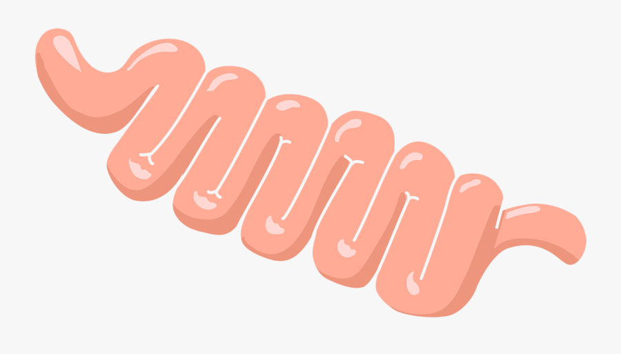 Intestine Health, Transparent Clipart