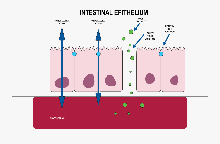 Muslim Television Ahmadiyya International, Transparent Clipart