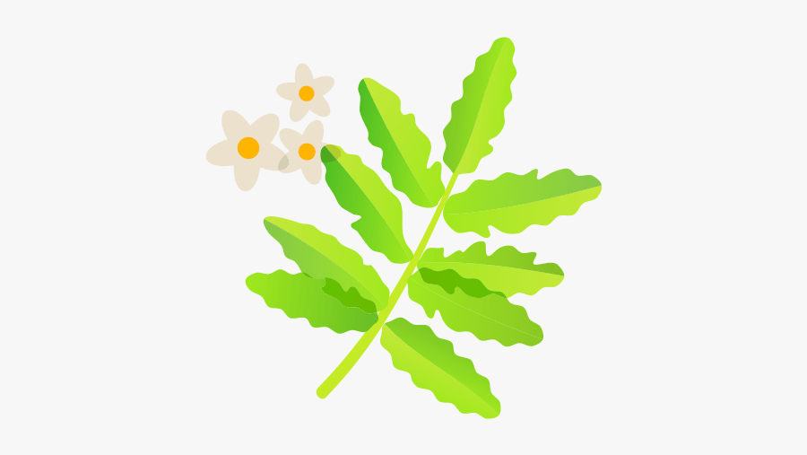 Frankincense - Liść Klonu, Transparent Clipart