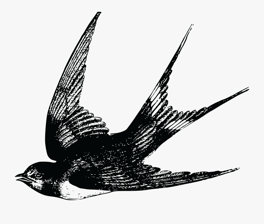 Transparent Bird Drawing Png - Swallow Bird Drawing, Transparent Clipart