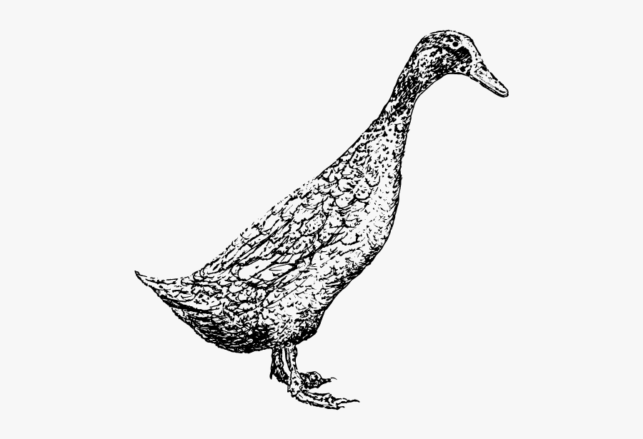 Peafowl, Transparent Clipart