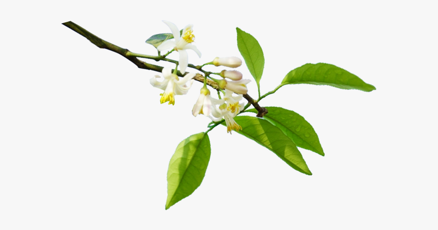 Clip Art Orange Blossom Tree - Orange Blossom Flower Png, Transparent Clipart