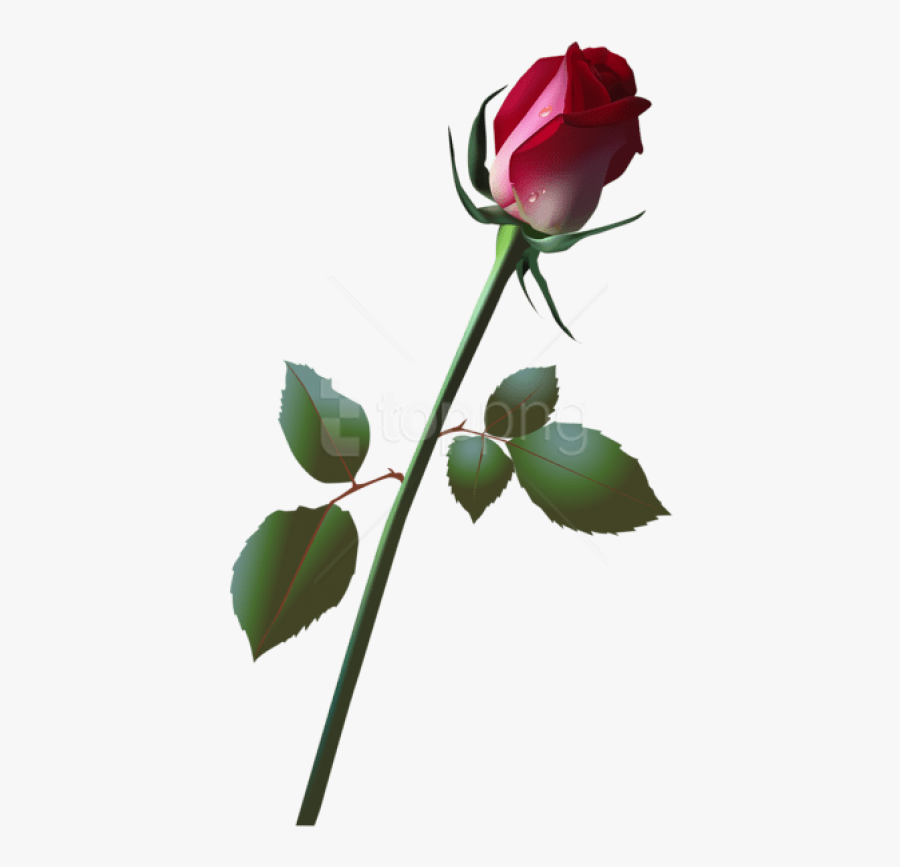 Rose Bud Png, Transparent Clipart