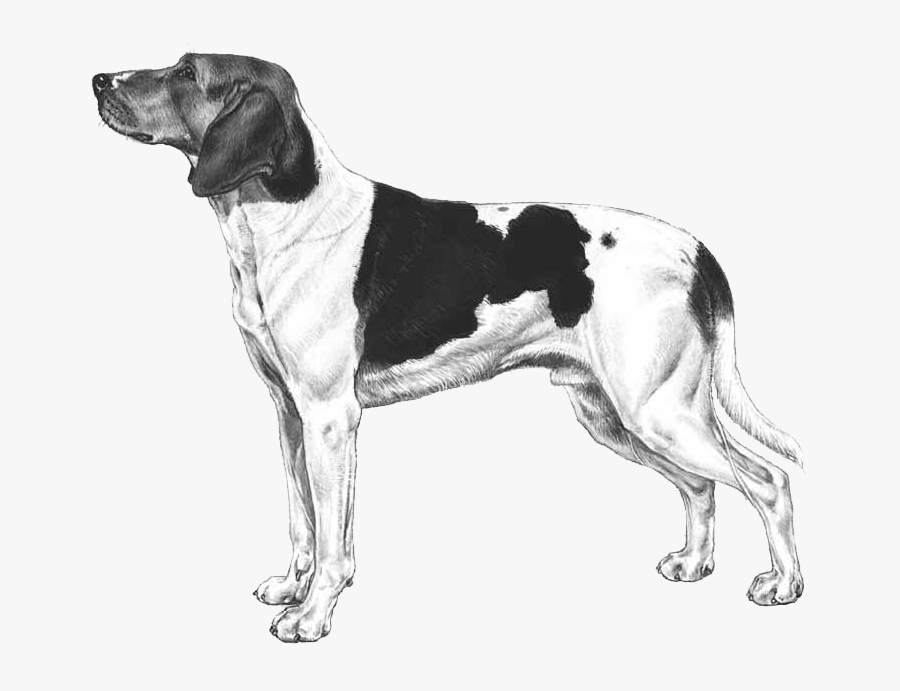 Hound Clipart Old Dog - Haldenstövare, Transparent Clipart