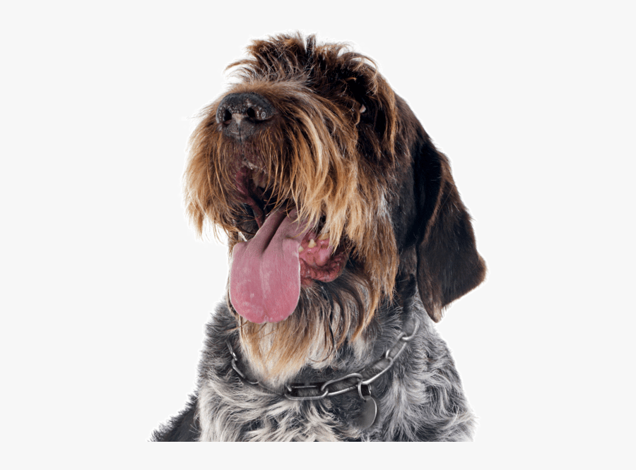 Clip Art Italian Spinone Puppies - Wirehaired Pointing Griffon Portland, Transparent Clipart